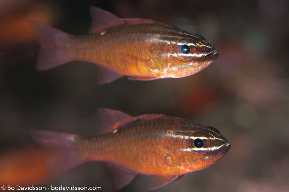 BD-130406-Tulamben-0602-Ostorhinchus-moluccensis-(Valenciennes.-1832)-[Moluccan-cardinalfish].jpg